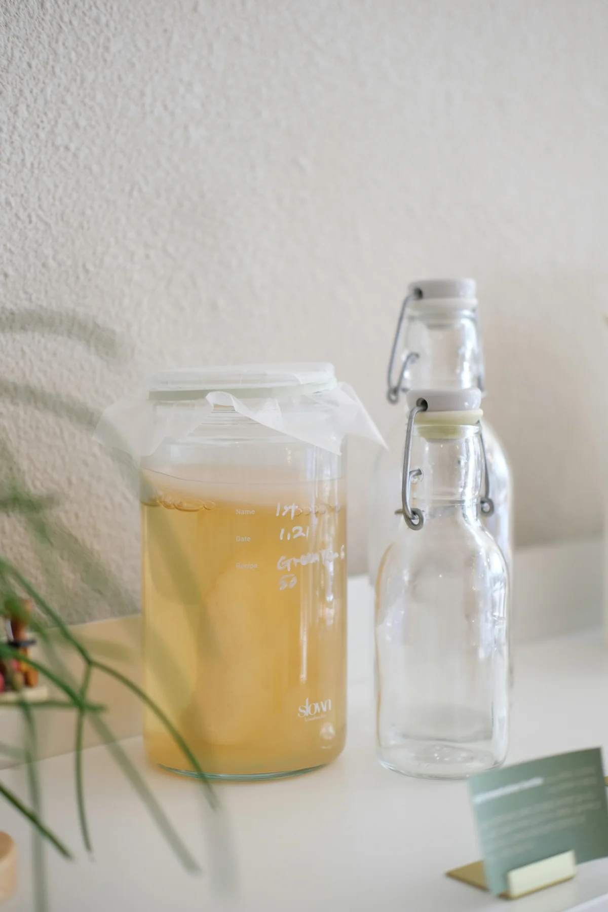 Kombucha culture in a brewing jar